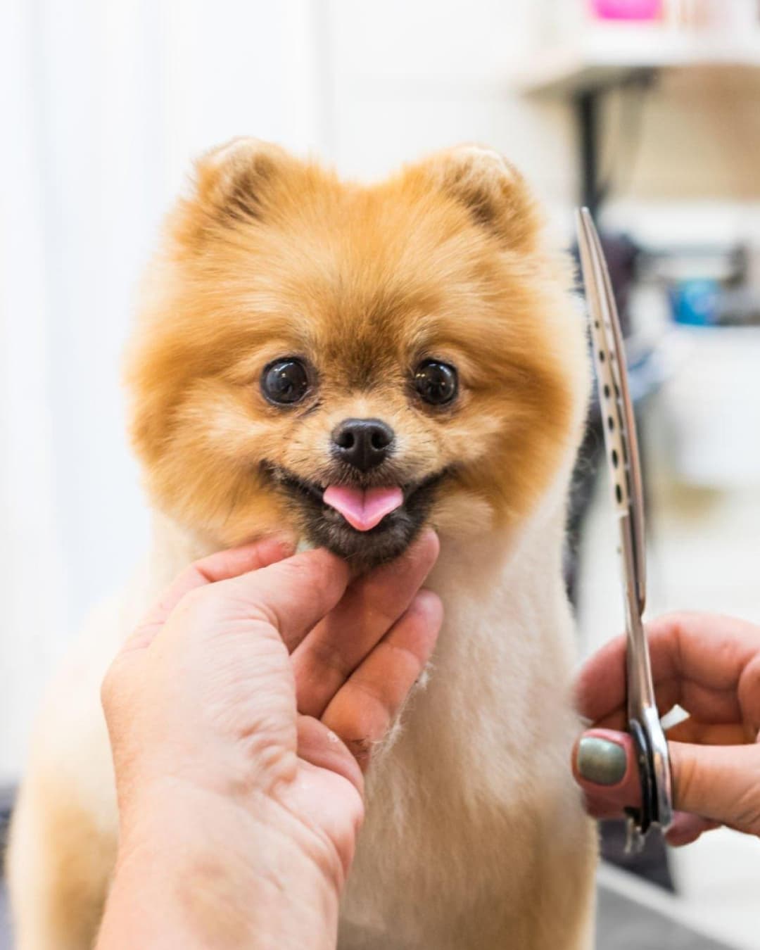 Pet grooming at home