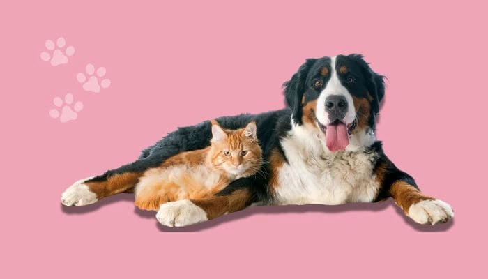 Dental Hygiene for Pets: Tips for a Healthy Smile