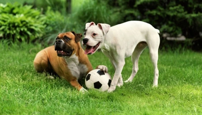 Seasonal Grooming Tips: Keeping Your Pet Comfortable Year-Round