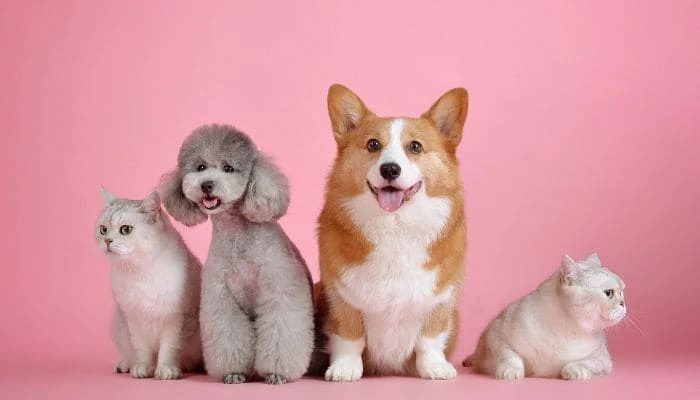 10 Essential Tips for First-Time Pet Owners