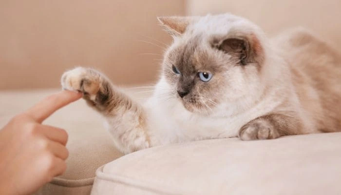 The Importance of Regular Grooming for Your Pets